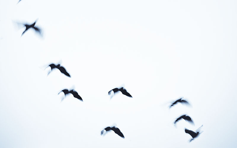 Birds in flight